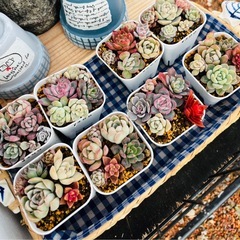 多肉植物
の画像