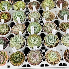 多肉植物
の画像