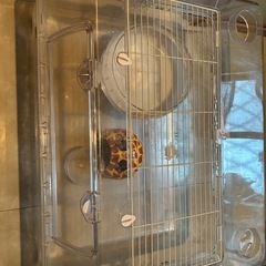 ハムスタークリアゲージ ルーミィ60の画像