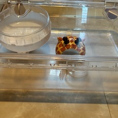 ハムスタークリアゲージ ルーミィ60の画像