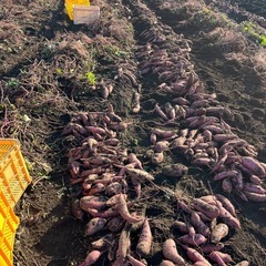 🍠サツマイモ🍠芋🍠さつまいもの画像