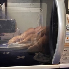 キッチン家電オーブンレンジの画像