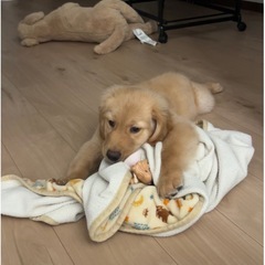 現在一時受付停止中　ゴールデンレトリバー　男の子　3ヶ月