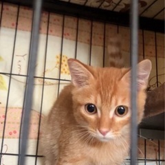 可愛い子猫達です。