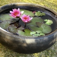 鉢　睡蓮鉢　メダカ鉢　陶器　沢山の画像