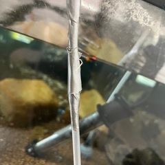 大型 水槽 熱帯魚 プレコの画像