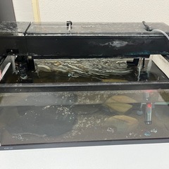 大型 水槽 熱帯魚 プレコの画像