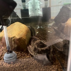 大型 水槽 熱帯魚 プレコの画像