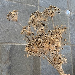 ドライフラワー　　花にらの画像