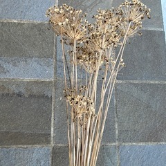 ドライフラワー　　花にらの画像