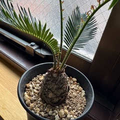 ソテツ　観葉植物の画像
