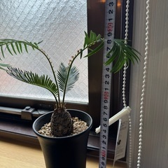 ソテツ　観葉植物の画像