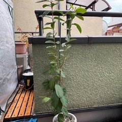 お値下中　グァバ苗(実生苗)  ３年目