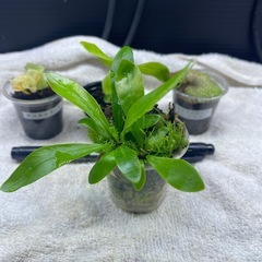 ビカクシダの画像