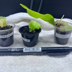 ビカクシダの画像