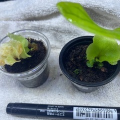 ビカクシダの画像