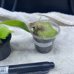 ビカクシダの画像