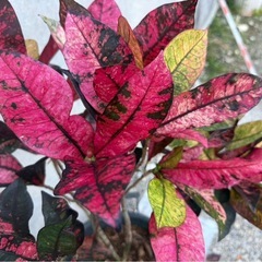 クロトン(トロピカルカラー)009の画像