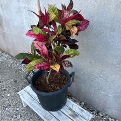 クロトン(トロピカルカラー)009の画像