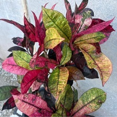 クロトン(トロピカルカラー)009の画像