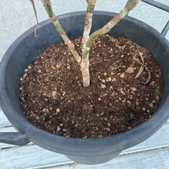 クロトン(トロピカルカラー)009の画像