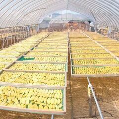 「干しいも加工作業」全般をお手伝いしてくださる方を求めておりますの画像