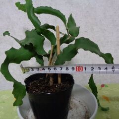 観葉植物サボテン科エピフィルム・グアテマレンシス(6枚)の画像