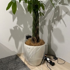 観葉植物 パキラ 8号 ねじり ラスターポット 付き
の画像