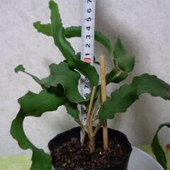 観葉植物サボテン科エピフィルム・グアテマレンシス(6枚)の画像