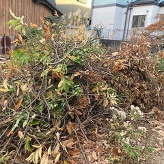 栗の枝葉の画像