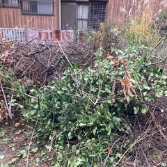 栗の枝葉の画像