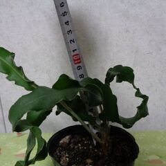 観葉植物サボテン科エピフィルム・グアテマレンシス(4枚)の画像