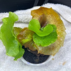 キッチャクードの画像