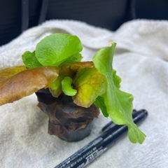 キッチャクードの画像