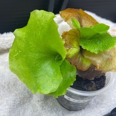 キッチャクードの画像