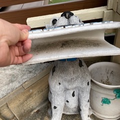 犬プランタンの画像