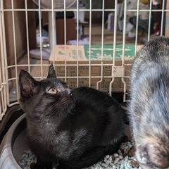 民家の軒先で生まれ保護しました。