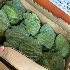 【残り僅か】　レタス・キャベツ の画像