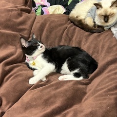 ハチワレの男の子