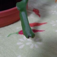 観葉植物サボテン科エピフィルム・グアテマレンシス(4枚)の画像