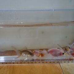 金魚　東錦　5匹の画像
