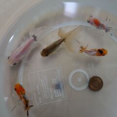 金魚　東錦　5匹の画像