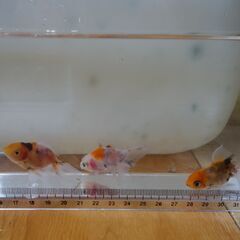 金魚　東錦　5匹の画像