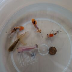 金魚　東錦　5匹の画像