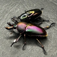 パプアキンイロクワガタ　マジョーラペアの画像