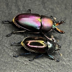 パプアキンイロクワガタ　マジョーラペアの画像