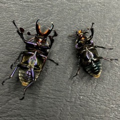 パプアキンイロクワガタ　マジョーラペアの画像