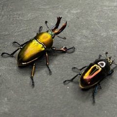 パプアキンイロクワガタ　♂♀ペアの画像