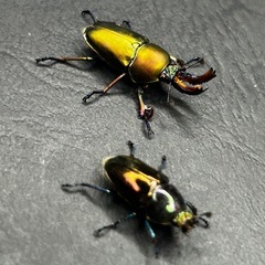 パプアキンイロクワガタ　♂♀ペアの画像