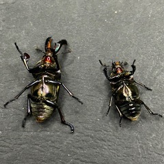 パプアキンイロクワガタ　♂♀ペアの画像